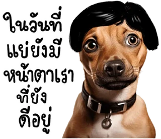 Telegram sticker 🐶 @JKSSTIK30