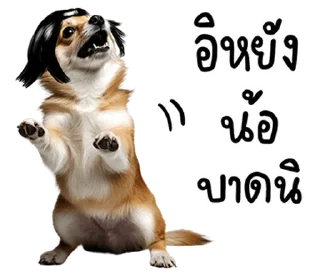 Telegram sticker 🐶 @JKSSTIK30