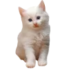 Sticker 🐈 ♡ ариночка биркин ♡