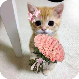 Telegram sticker 🐱 Meme