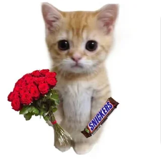 Telegram sticker 🐱 Meme