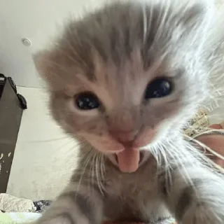 Video sticker 🌟 Котики🐈 @Basha_new:: @fStikBot