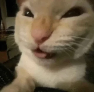 Video sticker 🌟 Котики🐈 @Basha_new:: @fStikBot