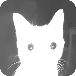 Telegram sticker 🐱 Котики🐈 @Basha_new:: @fStikBot