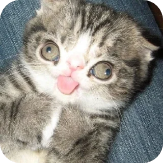 Telegram sticker 🐱 Котики🐈 @Basha_new:: @fStikBot