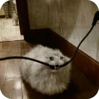 Telegram sticker 🐱 Котики🐈 @Basha_new:: @fStikBot