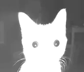 Sticker 🌟 Котики🐈 @Basha_new:: @fStikBot