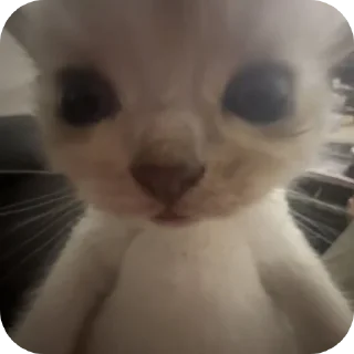 Telegram sticker 🐱 Котики🐈 @Basha_new:: @fStikBot