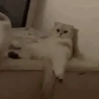 Телеграм стикер 😂 乘风的GIF6