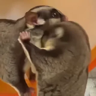Телеграм стикер ☺️ 乘风的GIF6