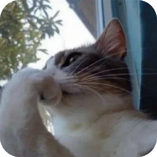 Video sticker 🐱 Meow Meow 2 @Princeny4