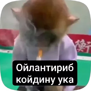Video sticker 🌟 Хехе