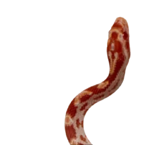 Sticker 🐍 Random Pack @Lucifer_DL