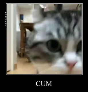 Video sticker 🥺 Komaru @komaru by @cybersecbyte :: @fStikBot