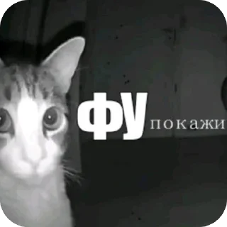 Video sticker 🫥 Proshka
