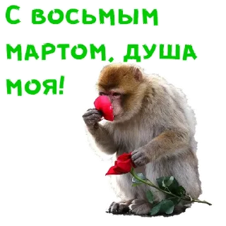 Video sticker 🌺 Женский день :: @animesticks