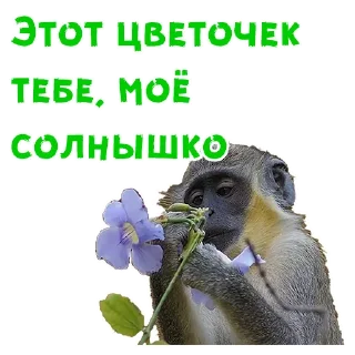 Телеграм стикер 🌹 Женский день :: @animesticks