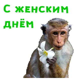 Телеграм стикер 🌸 Женский день :: @animesticks
