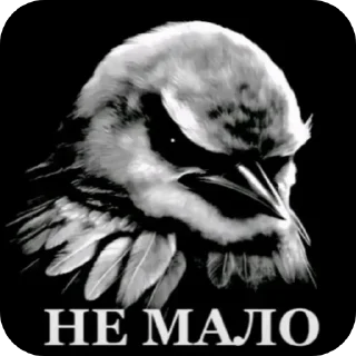 Telegram stiker 🐦 У ЙОТИКА