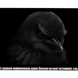 Sticker 🐦 У ЙОТИКА