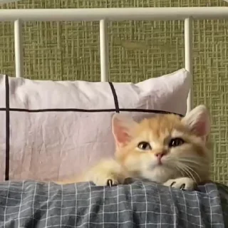 Video sticker 🥱 Котёнок Ра — @camissad0