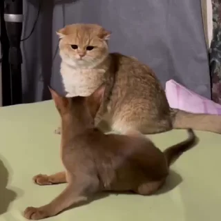 Video sticker 👊 Котёнок Ра — @camissad0