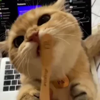 Video sticker 👅 Котёнок Ра — @camissad0