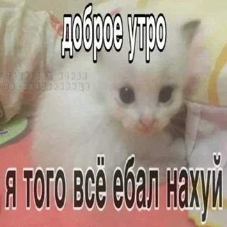 Telegram sticker 🙈 Больше стиков тут: @stikery4