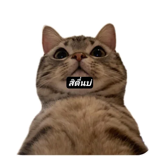Телеграм стикер 🐱 Pao put pae