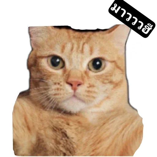 Телеграм стикер 🐱 Pao put pae