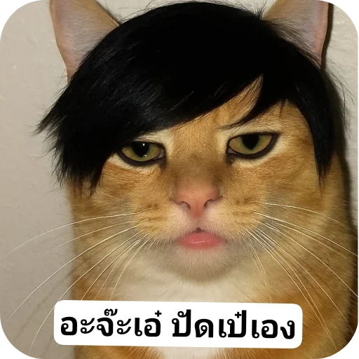 Sticker 🐱 Pao put pae