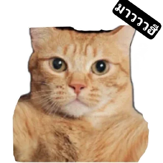 Video sticker 🐱 Pao put pae