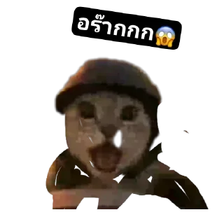 Video sticker 🖼 Pao put pae