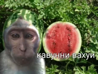 Sticker 🍉 Вахуи :: @fStikBot