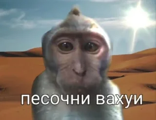 Video sticker 🌞 Вахуи :: @fStikBot