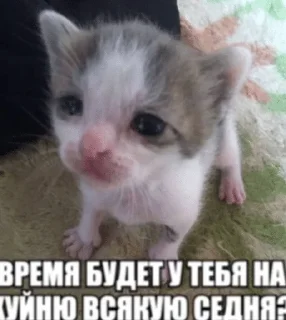 Telegram stiker 🌟 еще чаще выебывайтесь :: @fStikBot