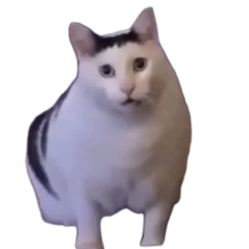 Telegram sticker 🐱 @Rem