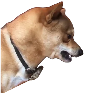Sticker 🐕 VideoHehe by @uxlive 🔥