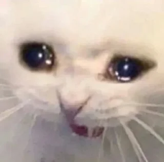 Telegram stiker 😭 Пагавари мне тут