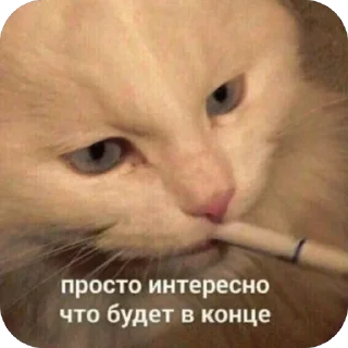 Telegram stiker 🥲 Пагавари мне тут