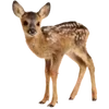 Sticker 🦌 stickers by @eri_home :: @fStikBot