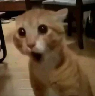 Video sticker 😅 ea368a ➡️ @Ctikerubot