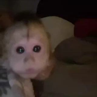 Video sticker 🥹 ea368a ➡️ @Ctikerubot