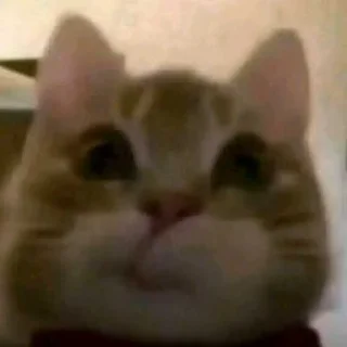 Telegram sticker 😁 ea368a ➡️ @Ctikerubot