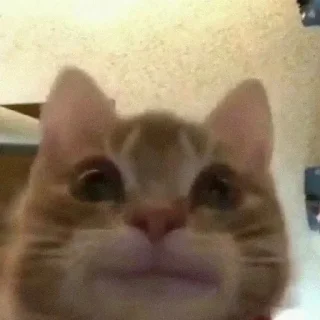 Video sticker 👋 ea368a ➡️ @Ctikerubot