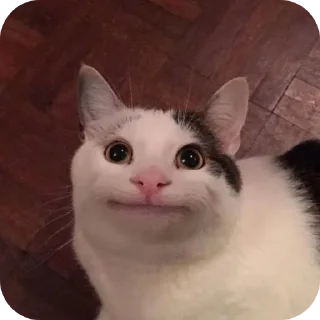 Sticker 🐱 POKE EDITzZz sticker pack