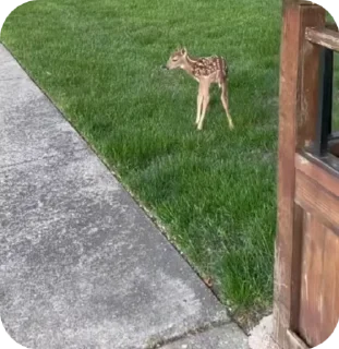 Video sticker 🦌 Deer 🦌 :: @fStikBot