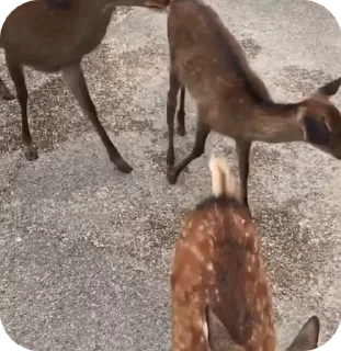 Video sticker 🦌 Deer 🦌 :: @fStikBot