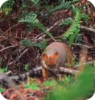 Video sticker 🦌 Deer 🦌 :: @fStikBot