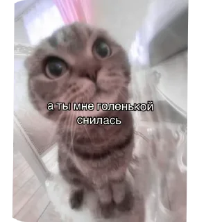 Video sticker 🐱 Стикеры Хеви феи